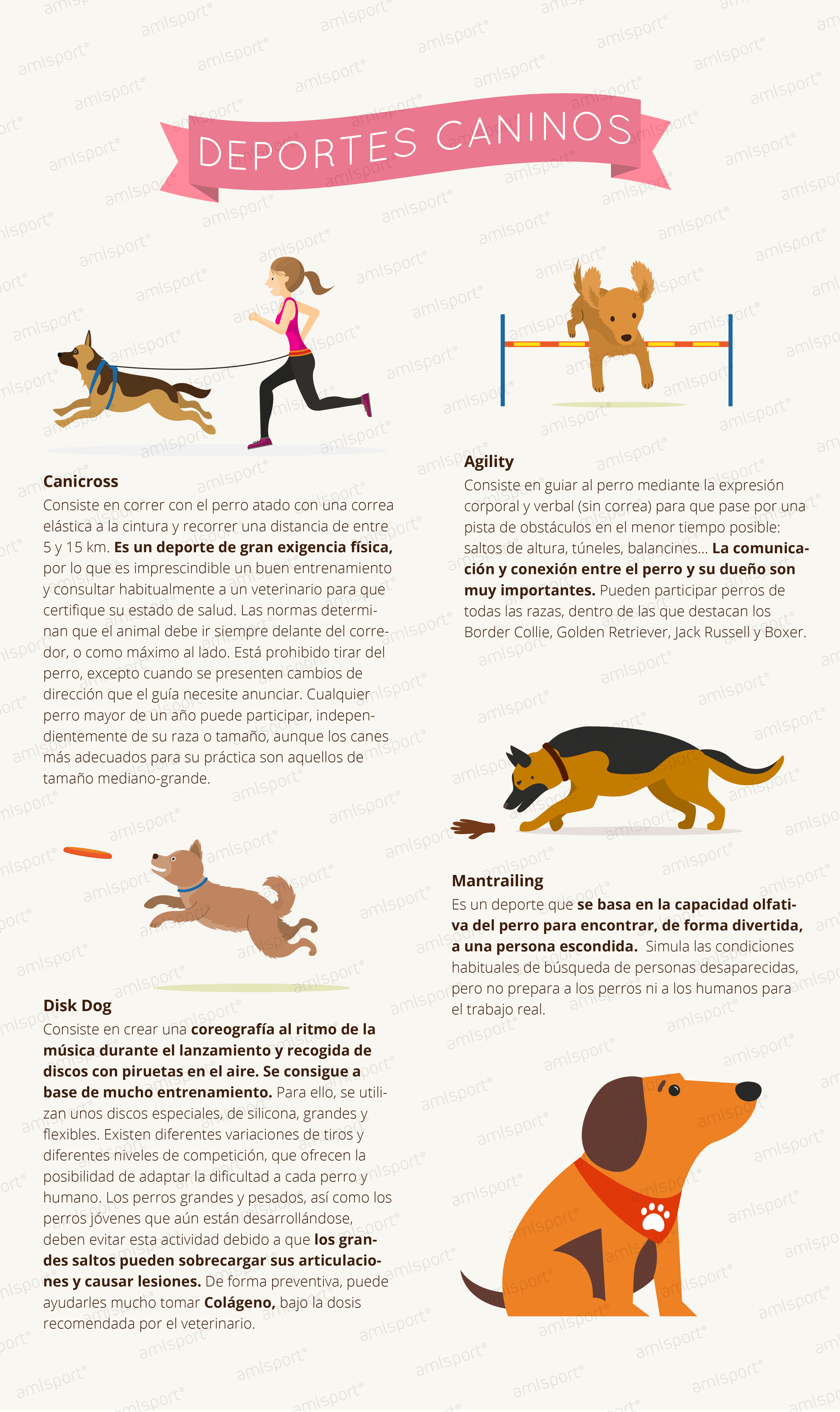 Deportes caninos